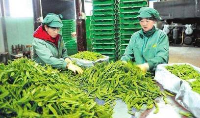 中央財(cái)政百億扶持農(nóng)產(chǎn)品加工，破解生鮮高損耗率難題