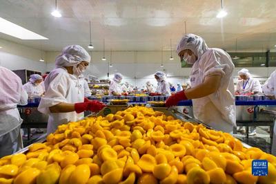 湖北秭歸 黃桃出口加工忙，農(nóng)產(chǎn)品加工助力鄉(xiāng)村振興