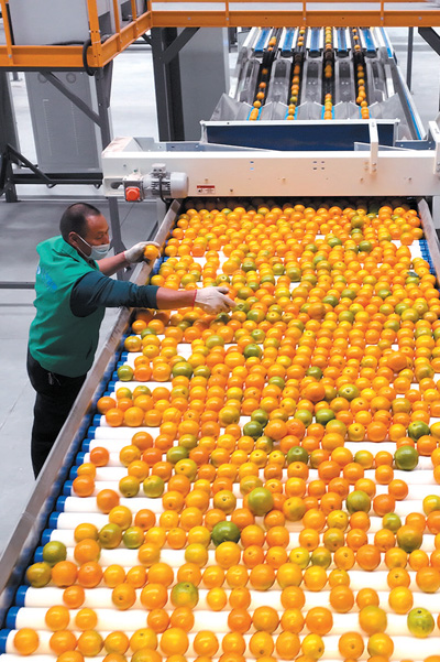 做大做強農(nóng)產(chǎn)品加工業(yè)——新時代畫卷下的發(fā)展路徑