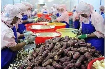 農(nóng)產(chǎn)品加工 政策扶持與千萬商機