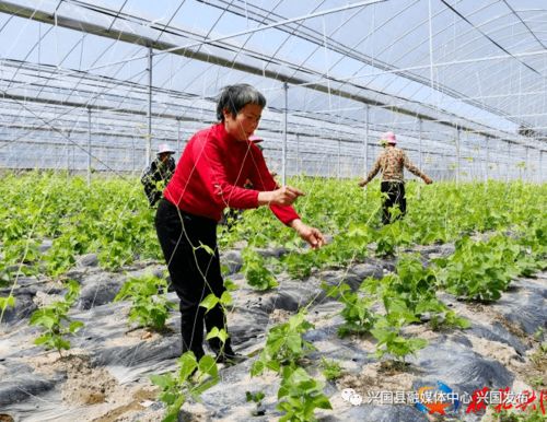 加大集團(tuán)生豬養(yǎng)殖及屠宰加工項(xiàng)目助力興國打造大灣區(qū)優(yōu)質(zhì)農(nóng)產(chǎn)品供應(yīng)地