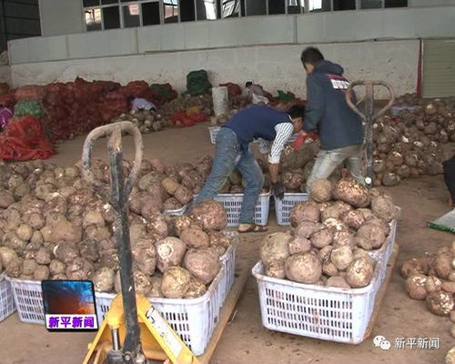 新平 提升魔芋經(jīng)濟(jì)價(jià)值，做活農(nóng)產(chǎn)品深加工文章