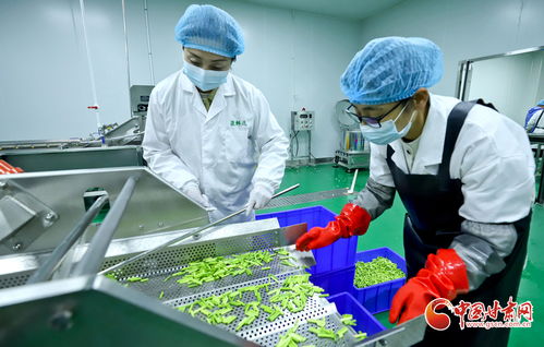 隴拍客聚焦山丹 蔬菜精深加工，鏈出高價(jià)值農(nóng)產(chǎn)品