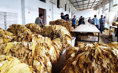 宣威大數(shù)據(jù)驅(qū)動(dòng)農(nóng)產(chǎn)品加工產(chǎn)業(yè)發(fā)展新篇章——曲靖頻道云南網(wǎng)要聞聚焦