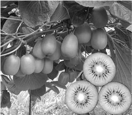 芝加哥 從運(yùn)河到鐵路的工業(yè)崛起