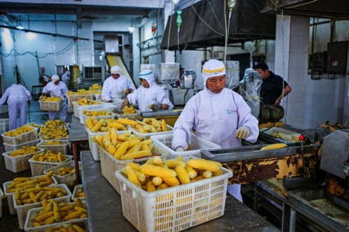 精深加工如何拓展農(nóng)產(chǎn)品增值空間