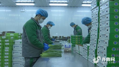 濰坊農(nóng)產(chǎn)品加工企業(yè)順利復(fù)工，優(yōu)質(zhì)蒜薹搶“鮮”直供海外