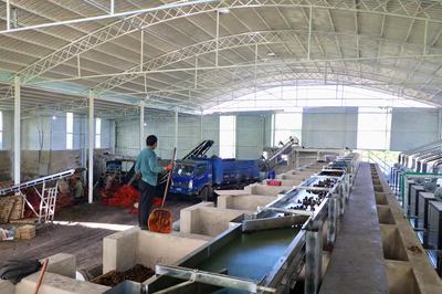 五街鎮(zhèn) 核桃產(chǎn)業(yè)升級(jí)，打造硬“核”夢(mèng)工廠