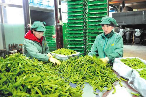 農(nóng)村四禁令解除 農(nóng)產(chǎn)品加工迎來(lái)新機(jī)遇，村民期盼已久