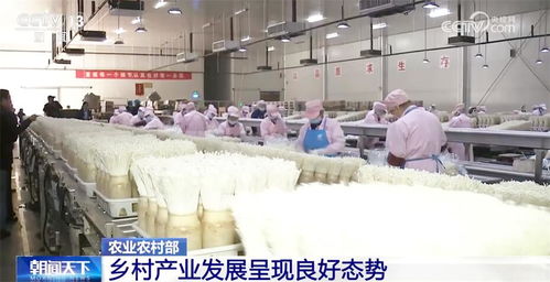 鄉(xiāng)村產(chǎn)業(yè)新新向榮，農(nóng)產(chǎn)品加工打造鄉(xiāng)村振興新引擎